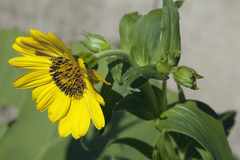 Arnica sachalinensis