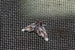 Eutelia adulatricoides