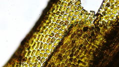 Dicranum howellii