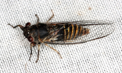 Popplepsalta notialis