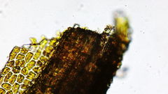 Dicranum howellii