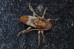 Pterolophia annulata