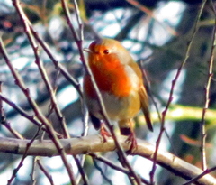 Erithacus rubecula