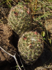 Escobaria chihuahuensis