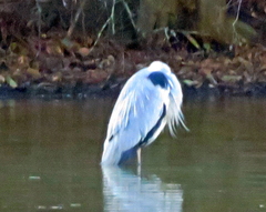 Ardea cinerea