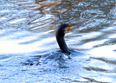 Phalacrocorax carbo