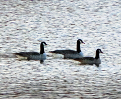 Branta canadensis