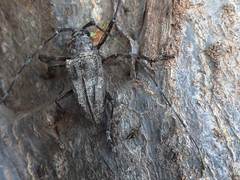 Ancylonotus tribulus