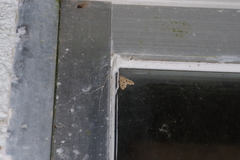 Metaemene atrigutta maculata