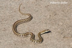 Lygophis anomalus