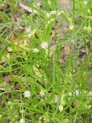Spergularia marina