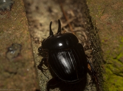 Onthophagus neostenocerus