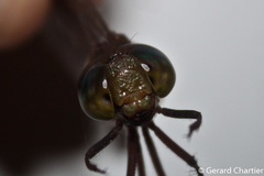 Heliaeschna simplicia