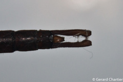 Heliaeschna simplicia