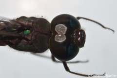 Heliaeschna simplicia