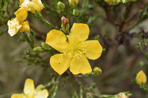 Hypericum andinum (Hypericum andinum)