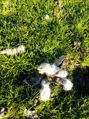 Canis lupus italicus