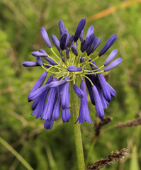 Agapanthus inapertus