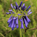 Agapanthus inapertus - Photo (c) Wynand Uys, alguns direitos reservados (CC BY), uploaded by Wynand Uys