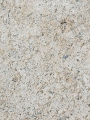 Paratrechina longicornis