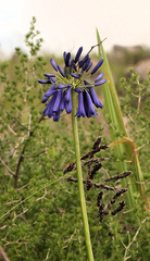 Agapanthus inapertus