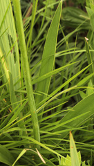 Agapanthus inapertus