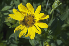 Arnica sachalinensis