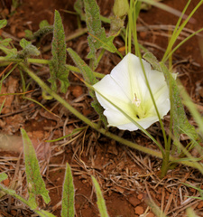 Convolvulus natalensis