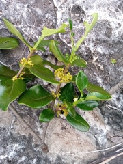 Peponidium