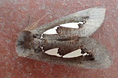 Antiophlebia bracteata