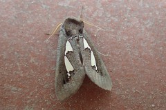 Antiophlebia bracteata