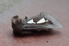 Antiophlebia bracteata