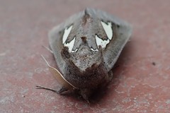 Antiophlebia bracteata