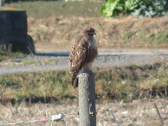 Buteo japonicus