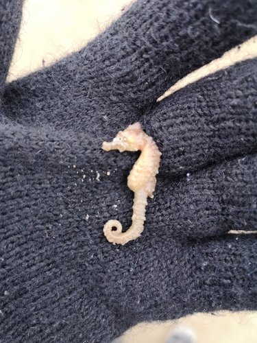 Short-snouted Seahorse, photo 4 of 10