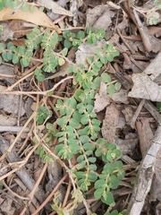 Euphorbia serpens