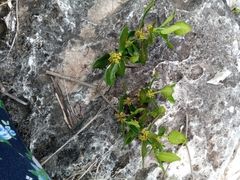 Peponidium