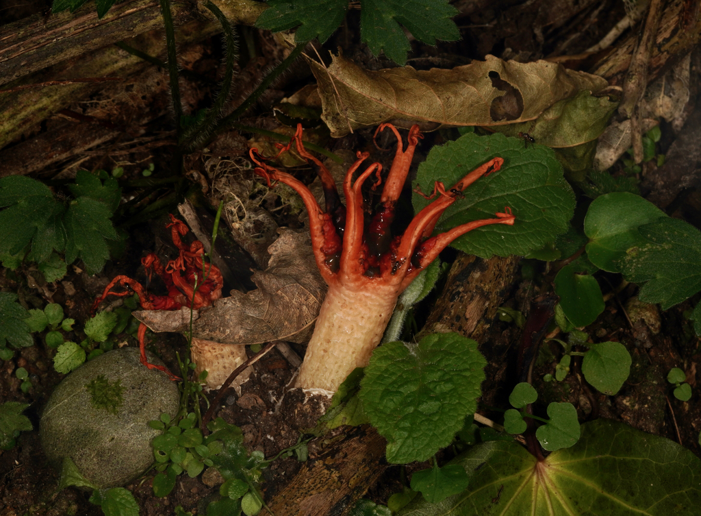 Aseroe rubra · November 2025 · photo: © strewick (iNaturalist, cc-by-nc)