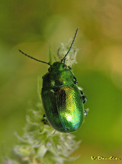 Chrysolina herbacea