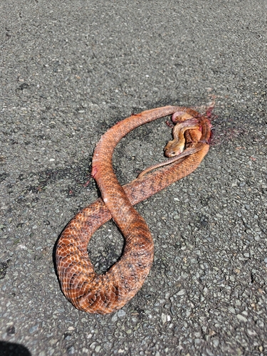 Brown Tree Snake sighting