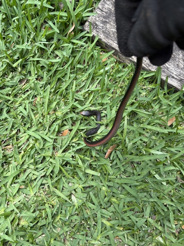 Red-bellied Black Snake sighting