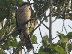 Chrysococcyx osculans