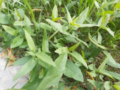 Convolvulus arvensis