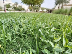 Convolvulus arvensis