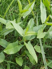 Convolvulus arvensis