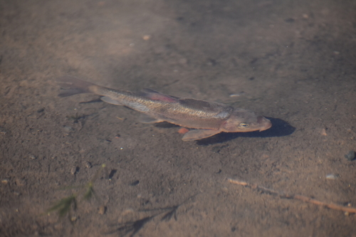 Sonora sucker (Catostomus insignis) — Catostomidae — 4