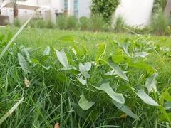 Convolvulus arvensis