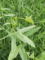 Convolvulus arvensis