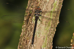 Heliaeschna uninervulata