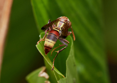 Polistes stigma tamulus